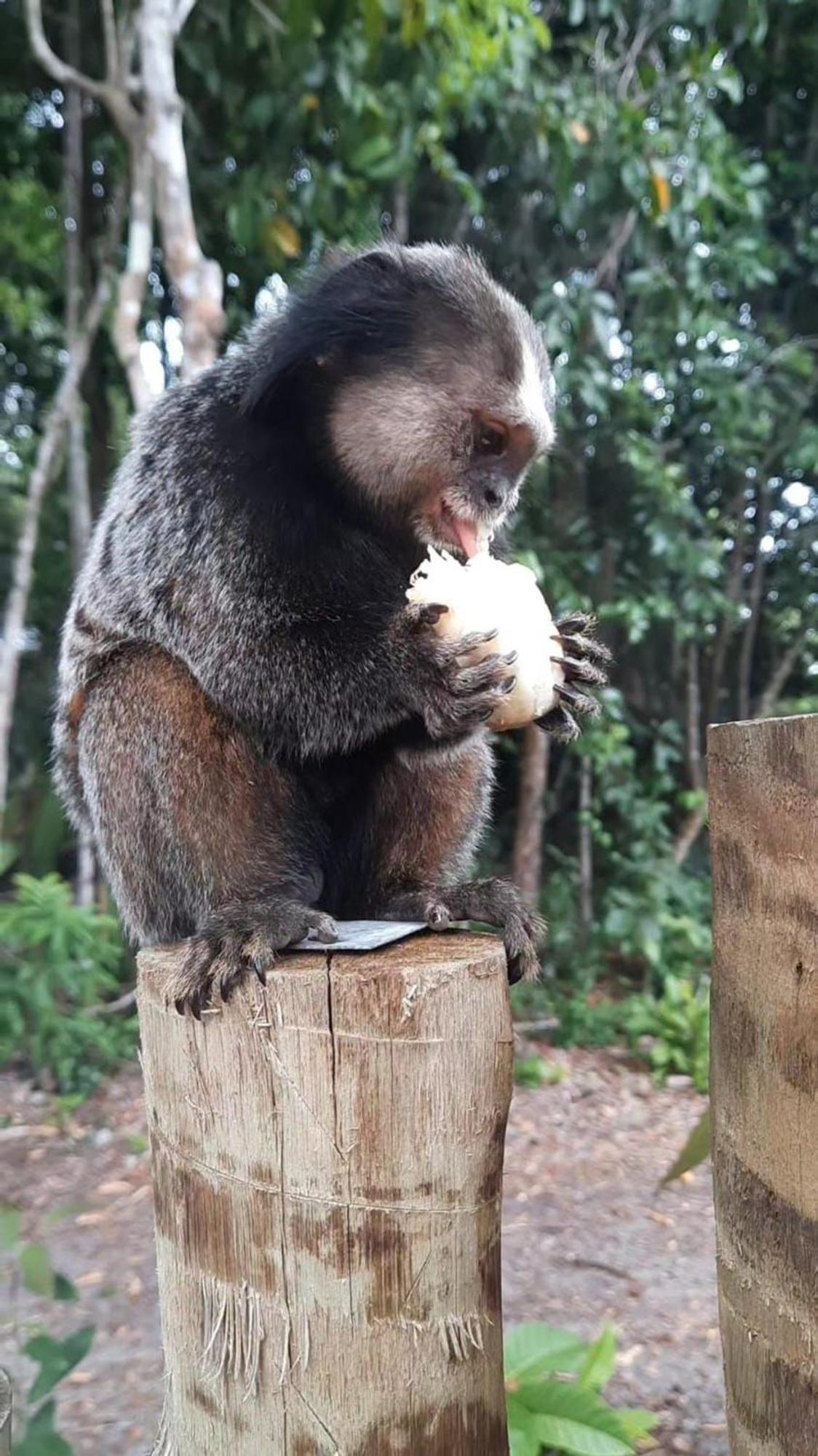 Estudio Lirios Seu Cantinho Ecologico Na Natureza *